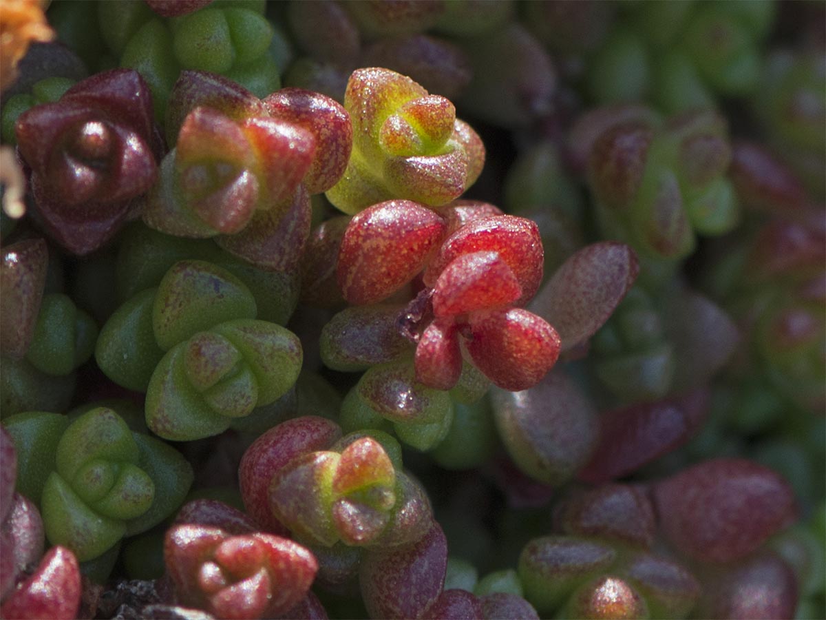 Sedum anglicum